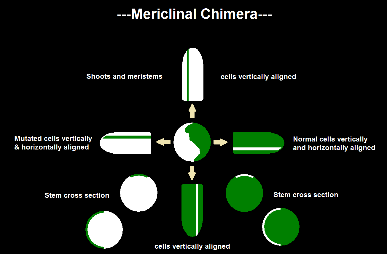 Mericlinal Chimera 1