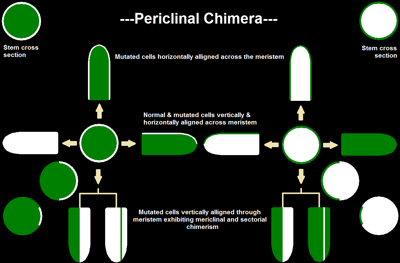 Perclinal Chimera 8